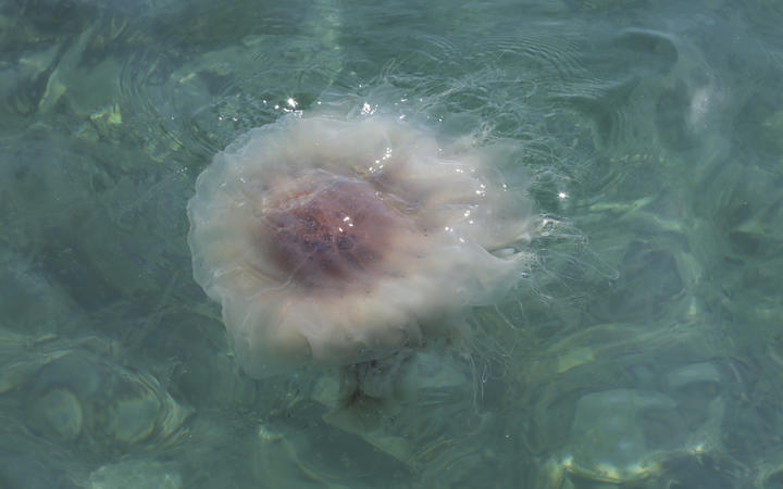 Jellyfish on Evans Bay Wellington