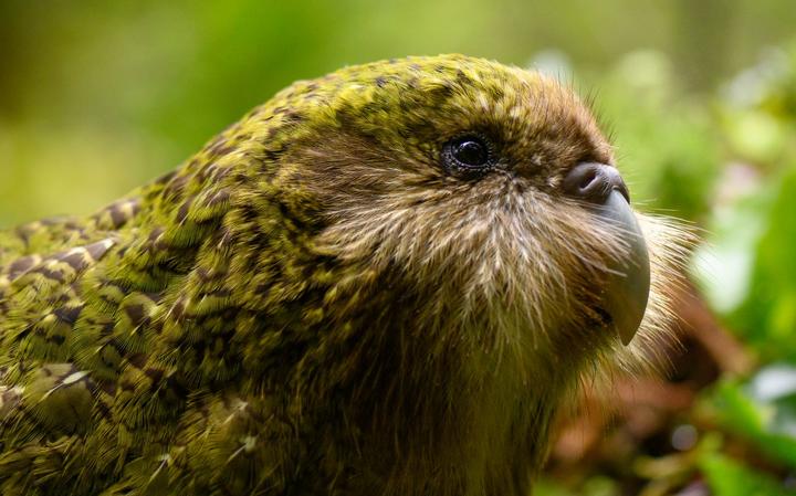 Stella-2-B is a juvenile from the bumper 2019 kakapo breeding season.