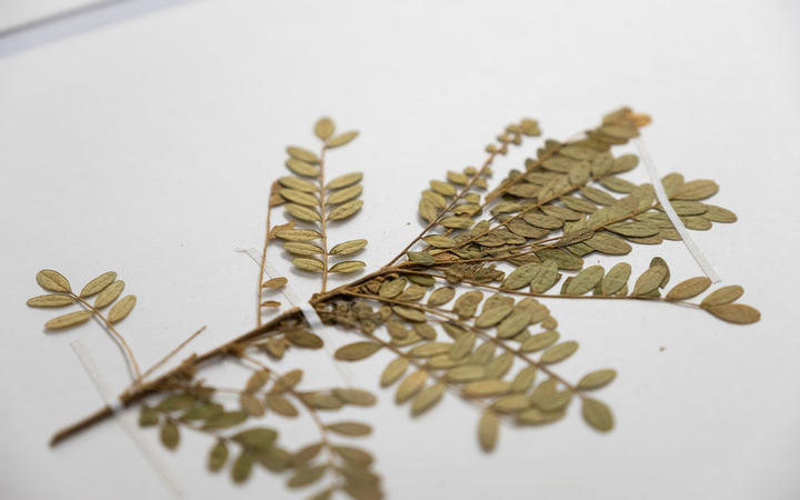 Te Papa's Toromiro specimen close-up,