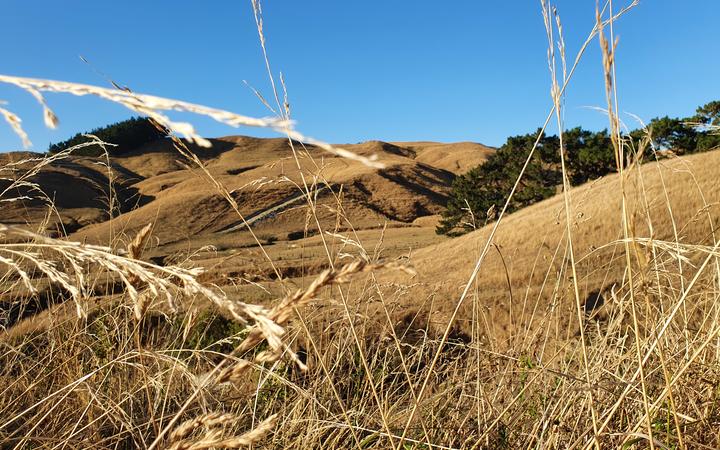 A parched paddock in southern Hawkes Bay