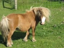 Minature animals 1