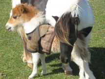 Minature animals 7