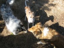 Minature animals 8