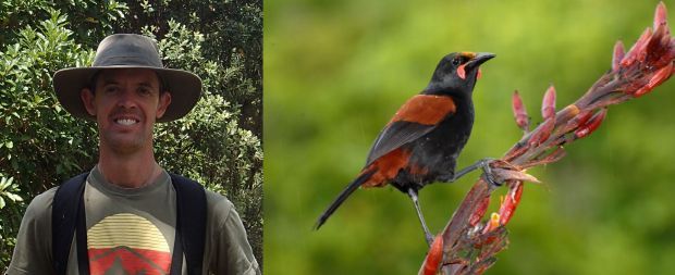 Kevin Parker and North Island saddleback