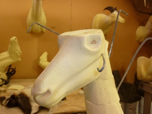 taxidermy