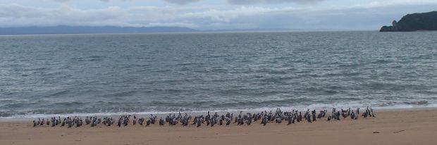 Several hundred spotted shags gathered at dawn at Tata Beach