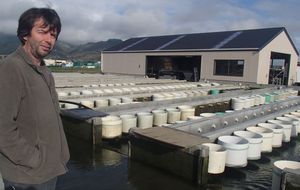 Breeding virus resistant oysters for the aquaculture industry