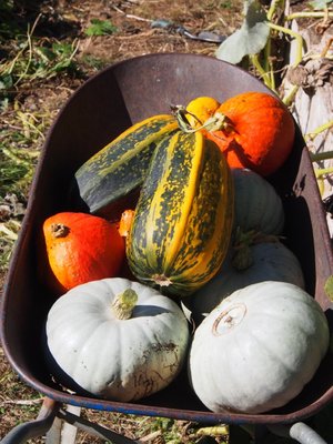 And more pumpkins