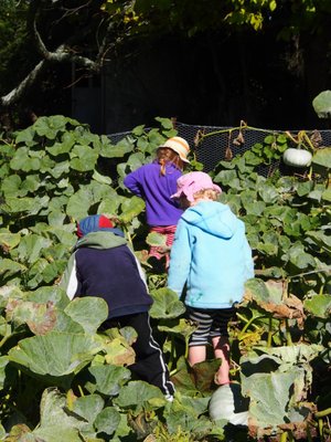 Harvesting