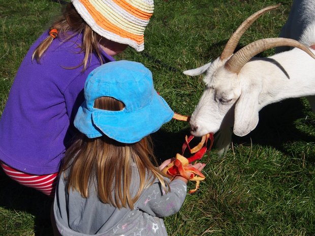 Heidi the goat