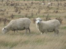 Raana sheep