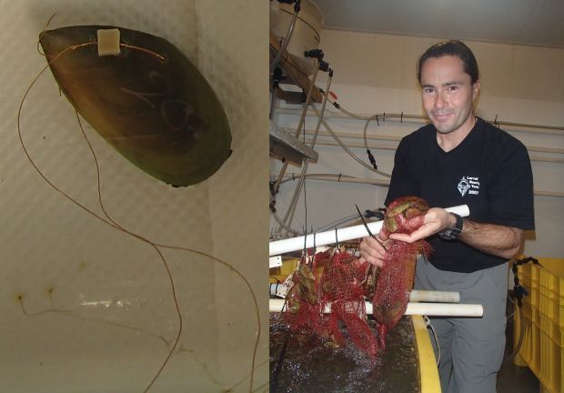 Green-lipped mussel with heart monitor leads, and Norman Ragg