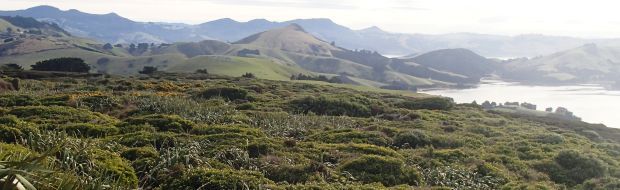 Looking across Otago Peninsula from Sandymount (image: A. Ballance)