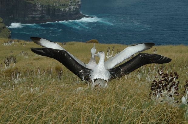 Courting Gibson s wandering albatrosses on Adams Island