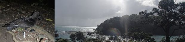 Grey-faced petrel and view of Goat Island