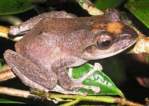 Fiji tree frog