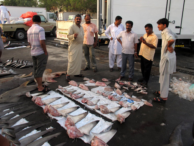 Shark fin buyers, Dubai fish market