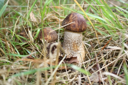 birch bolete