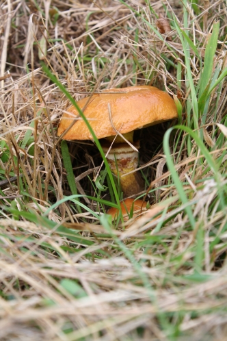 larch bolete