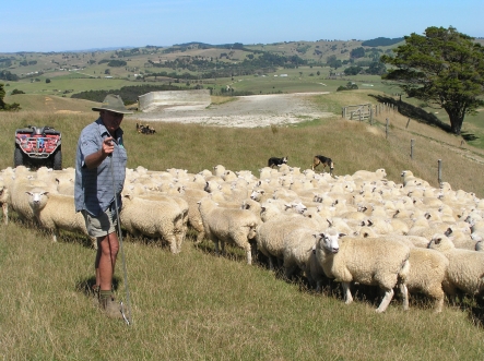 Bob Steed of Northland Carpet Company