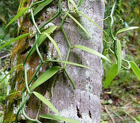 Vanilla tahitensis
