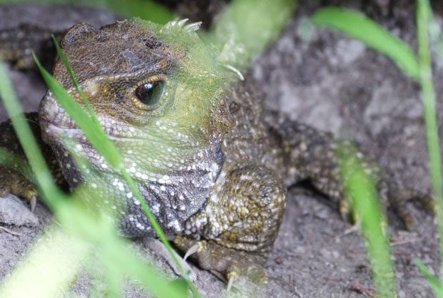 Tuatara