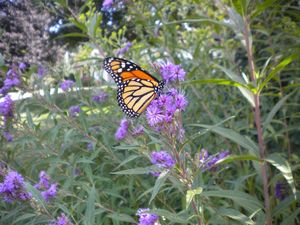 monarch butterfly
