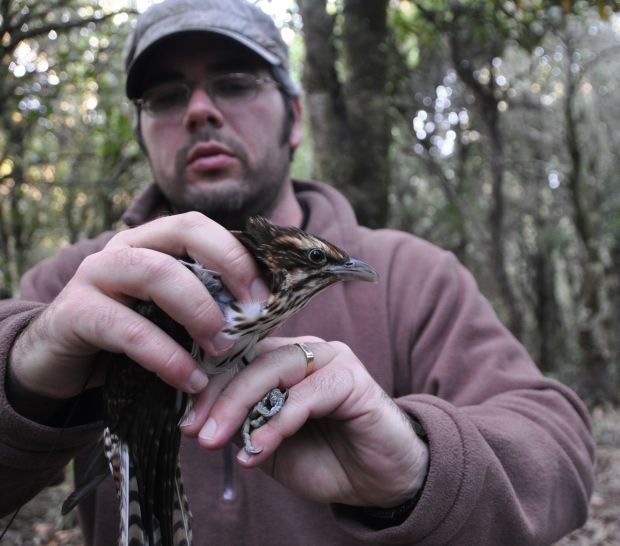 Michael Anderson holding a long-tailed cuckoo