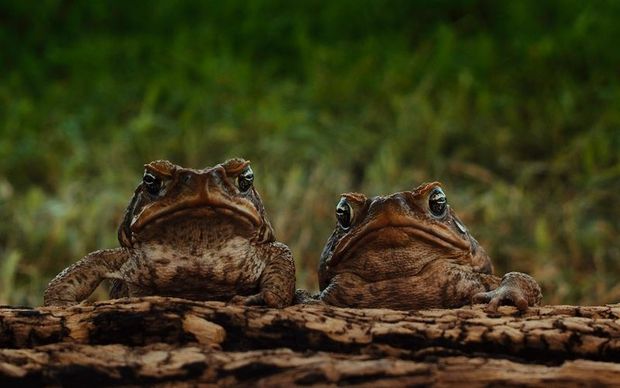 Nigel Turvey The beneficial cane toad toads