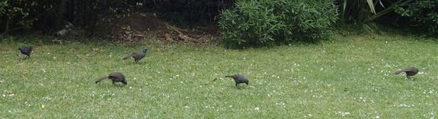 Five kokako eating daisies on the ranger's lawn on Little Barrier Island