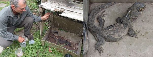 Little Barrier Island ranger Richard Walle with tuatara in the breeding enclosure