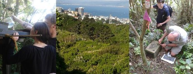 Adding sugar water to a back garden bird feeder, and trapping predators in Polhill Reserve in Wellington