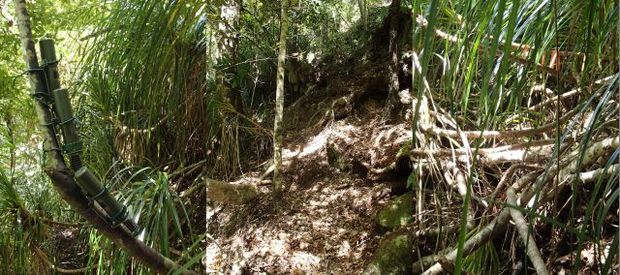The steep, fragile ground where New Zealand storm petrels make their burrows