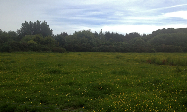 Waikanae Whenua belonging to Patricia Grace 