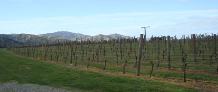 Vines