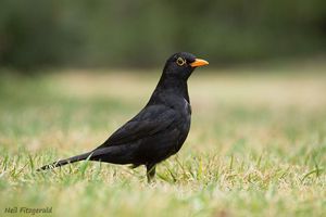 Blackbird by Neil Fitzgerald