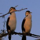 Shags in a Tree birds on TWU