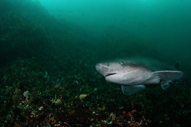 Seven Gill Shark Fiordland small