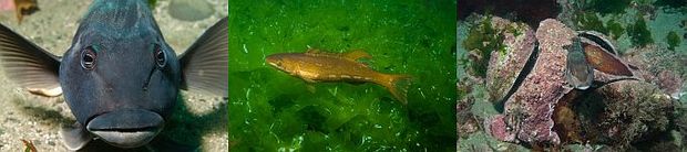 Blue cod, butterfish and paua respond quickly to protection in a marine reserve