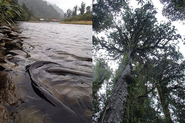 Lake Moeraki Wilderness Lodge with long finned eels in the foreground, and a large rimu tree on the Munro Beach track