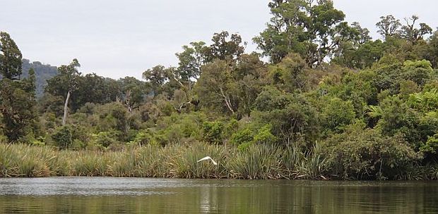 White heron flying on Lake Moeraki
