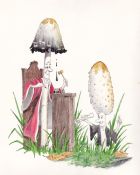Illustration of Lawyer's Wig mushrooms