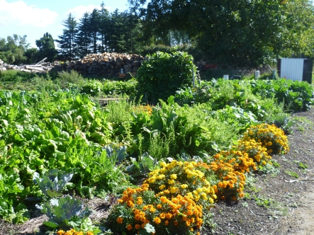 Aunty's Garden.