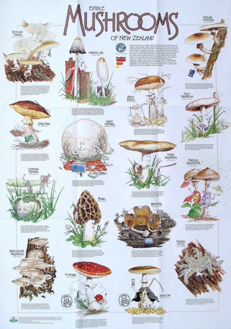 Edible Fungi poster