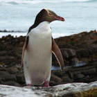yelloweyed penguin