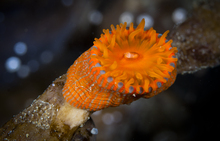 Anemone Ulva Island Marine Reserve Vincent Zintzen