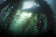 DOC diver sampling in kelp forest Ulva Island Marine Reserve Vincent Zintzen