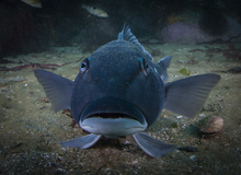 A blue cod examines the camera Ulva Island Marine Reserve Vincent Zintzen