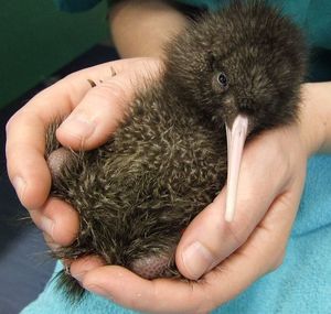 Rowi chick Whitaker at 5 days old