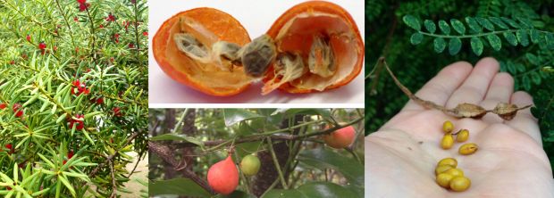 Examples of potential seed bank seeds